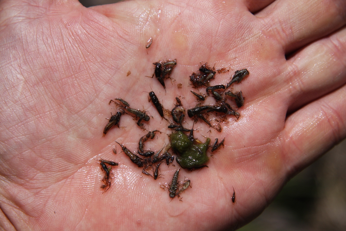 Prongills_-_Leptophlebiidae_mayfly_nymphs_from_the_stomach_contents_of_a_15_wild_trout