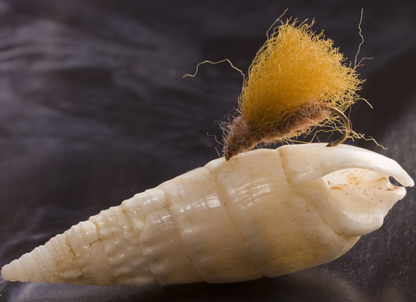 Rackelhanen_tied_by_Hans_van_Klinken_1