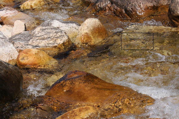 Trout_in_fast_water-marked