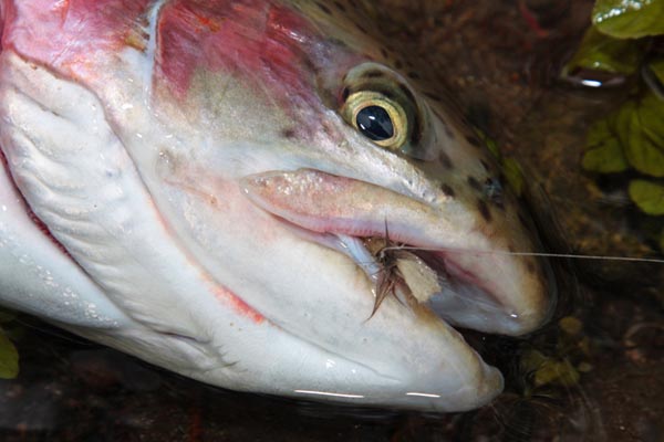 Trout_on_a_Klinkhamer