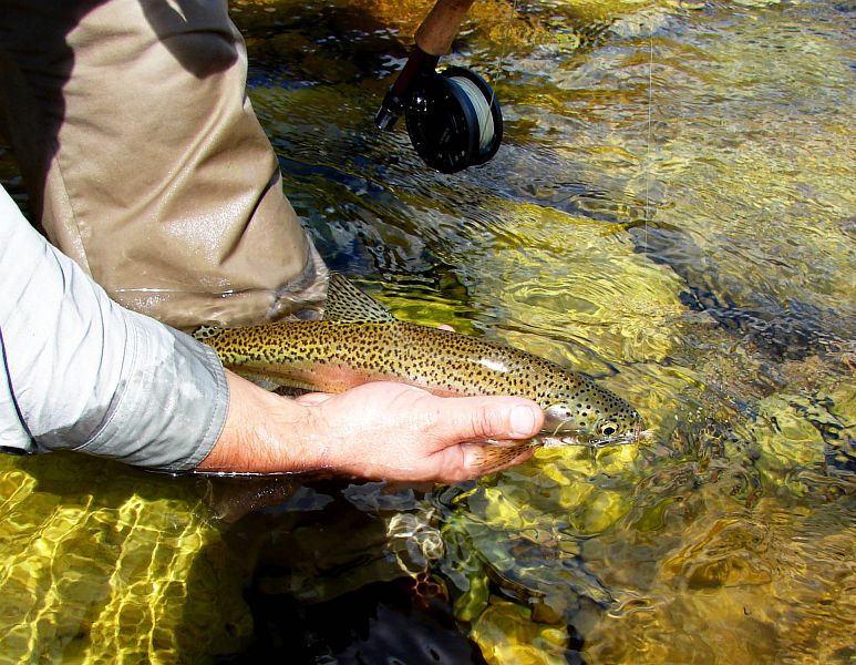 browns_030